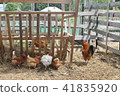 Farmers chicken coop. Chicken and cock.  41835920