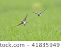Swallow  41835949