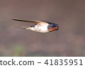 Swallow  41835951