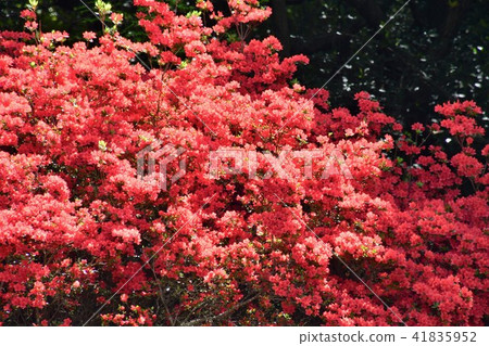 杜鵑花的花 杜鵑花的花 41835952
