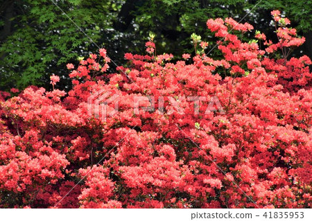 杜鵑花的花 41835953