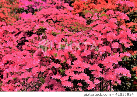 杜鵑花的花 41835954