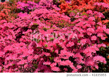 杜鵑花的花 杜鵑花的花 41835955