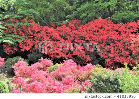 杜鵑花的花 杜鵑花的花 41835956