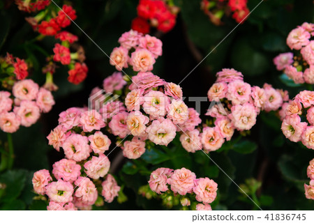 Shilin Official Residence Plant Long Flower Flower in Taiwan Shilin Official Residence Plant and Beni Benkei 41836745