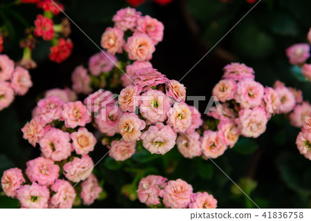 台灣士林官邸植物長花花卉 台灣士林官邸植物長花花卉 41836758