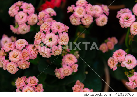 台灣士林官邸植物長花花卉 台灣士林官邸植物長花花卉 41836760