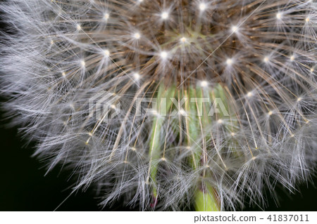 Fluffy dandelion. The seeds of a dandelion. Fluffy dandelion. The seeds of a dandelion. 41837011