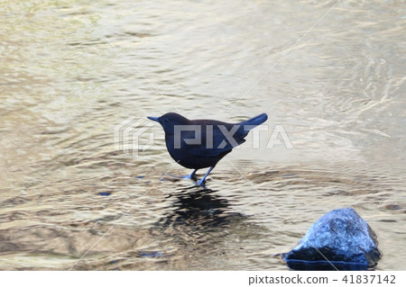 Kawagarasu waterfowl wild bird 41837142