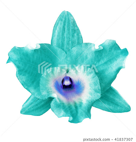 A jade blue orchid flower, isolated white A jade blue orchid flower, isolated white 41837307