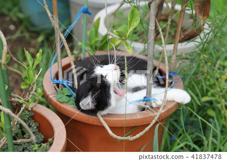 Yawning cat Yawning cat 41837478