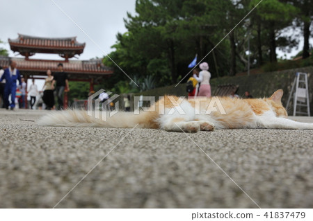 Cat in the vicinity of Shuri Castle 4 Cat in the vicinity of Shuri Castle 4 41837479