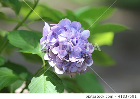 Purple hydrangea 41837591