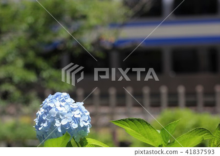 Yokosuka line and hydrangea 1 41837593