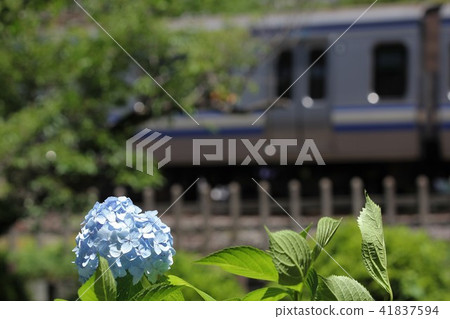 Yokosuka line and hydrangea 2 41837594