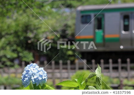 Shonan Shinjuku Line and hydrangea 41837596