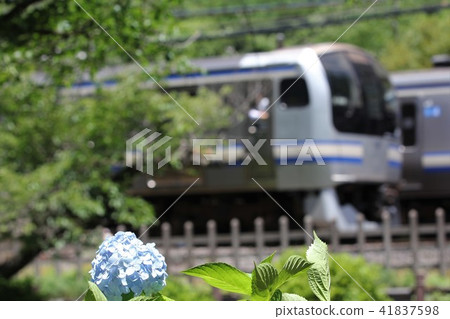 Yokosuka line and hydrangea 4 41837598