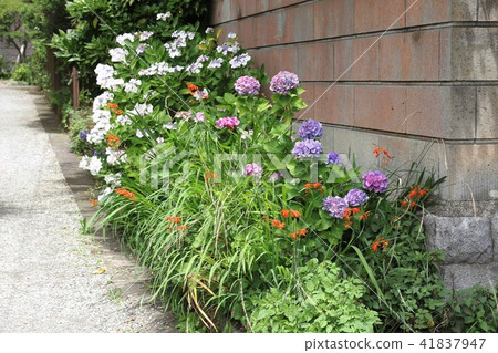 Hydrangea flower 41837947