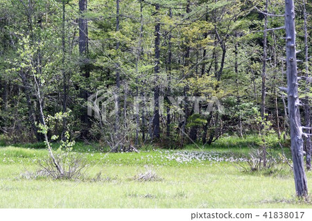 五月的上高地地區（鮮綠色的森林和濕地花園） 41838017