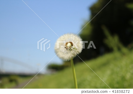  蒲公英 41838272