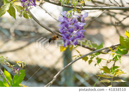 Wisteria and Wood Bees Shilin Officials Carpenter Bee on Wisteria Sinensis Wisteria and Wood Bees Shilin Officials Carpenter Bee on Wisteria Sinensis 41838510