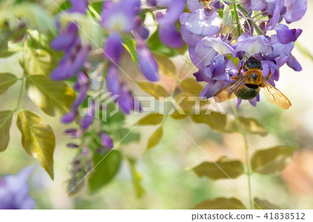 Wisteria and Wood Bees Shilin Officials Carpenter Bee on Wisteria Sinensis 41838512