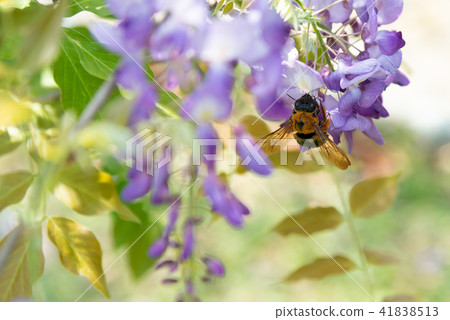 Wisteria and Wood Bees Shilin Officials Carpenter Bee on Wisteria Sinensis 41838513