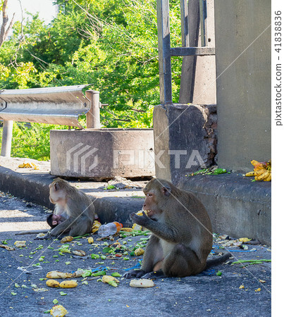 Monkey is eating. 41838836
