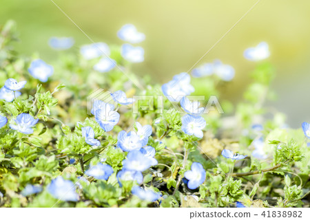 Persian speedwell 41838982