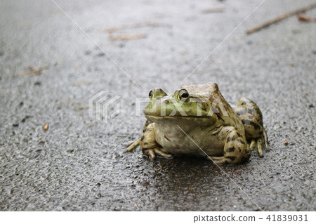 停留在路的可食的結冰的牛蛙 41839031