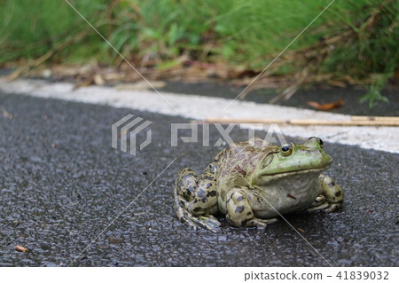 Bullfrock留在路上食用青蛙 41839032