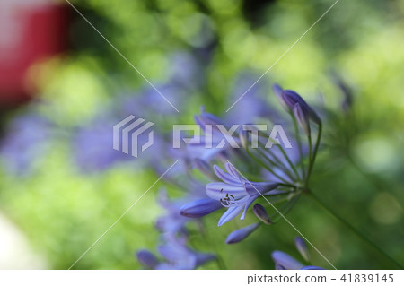  Agapanthus 41839145