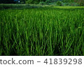 Rice ear 41839298