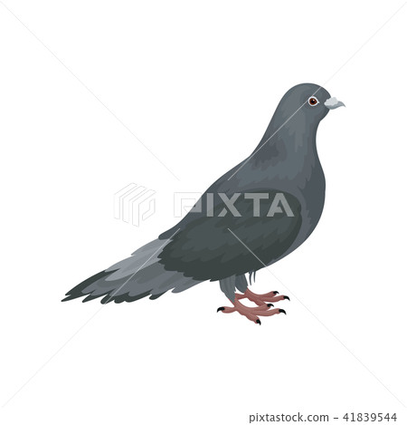 Cute grey urban pigeon bird standing, side view vector Illustrations on a white background 41839544