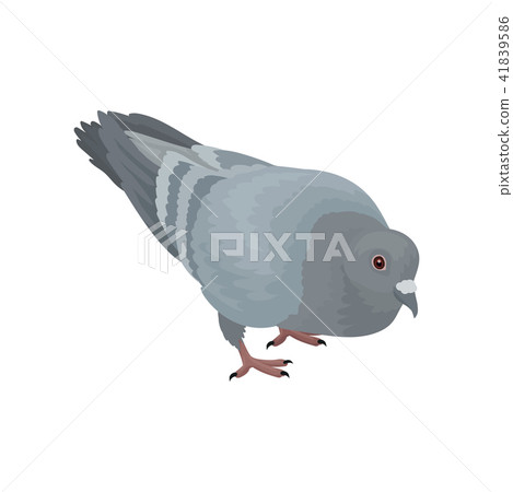 Grey urban pigeon bird vector Illustrations on a white background Grey urban pigeon bird vector Illustrations on a white background 41839586