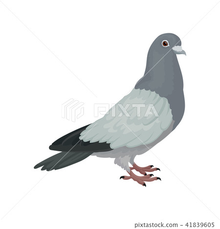 Grey urban pigeon, side view vector Illustrations on a white background Grey urban pigeon, side view vector Illustrations on a white background 41839605