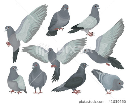Grey pigeons set, doves in different poses vector Illustrations on a white background 41839660
