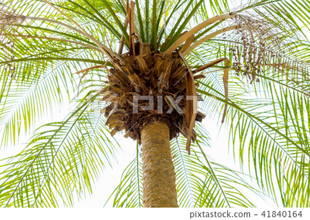 Roebelin Date Palm Tree Roebelin Date Palm Tree 41840164
