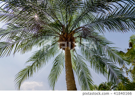 Roebelin Date Palm Tree 41840166