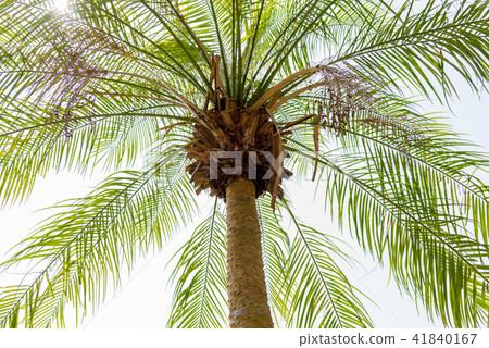 羅伯林棗椰樹 41840167