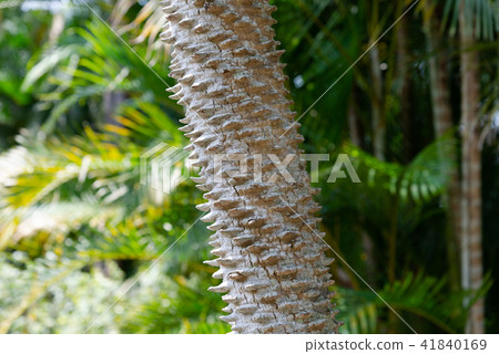 Roebelin Date Palm Tree 41840169