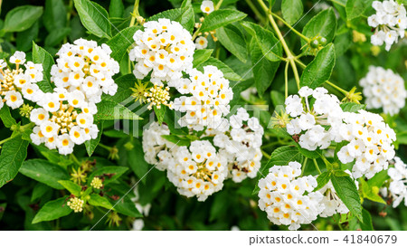 White Lantana camara flower in a garden. White Lantana camara flower in a garden. 41840679