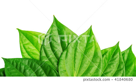 Green betel piper leaf on a white background. 41840680