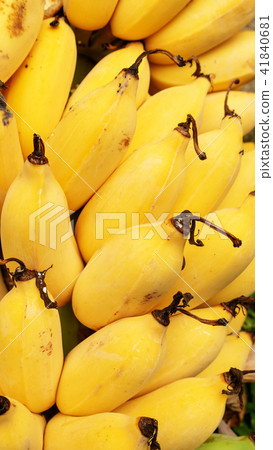 Close up of ripe yellow Pisang Awak banana. 41840681