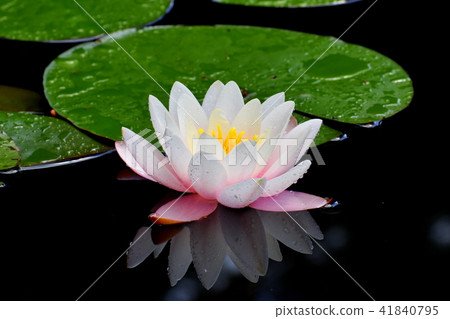 Water lily flowers 41840795