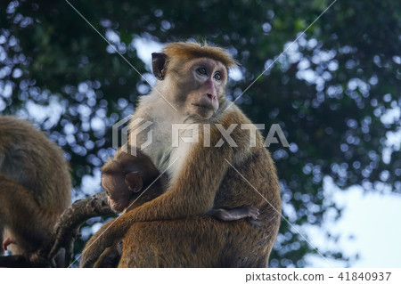 Monkey mother holds baby in her arms 41840937