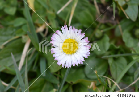 Common daisy 41841982