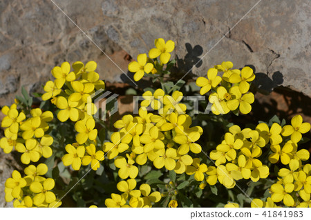 Croatian endemic plant 41841983