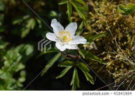 White Christmas rose 41841984
