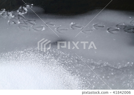 Footprints of frost swans in marshland mounds in winter Footprints of frost swans in marshland mounds in winter 41842006